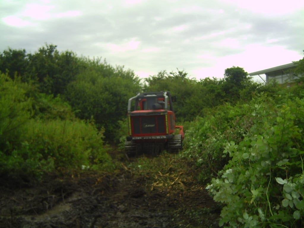 Tree mulcher conducting tree clearence