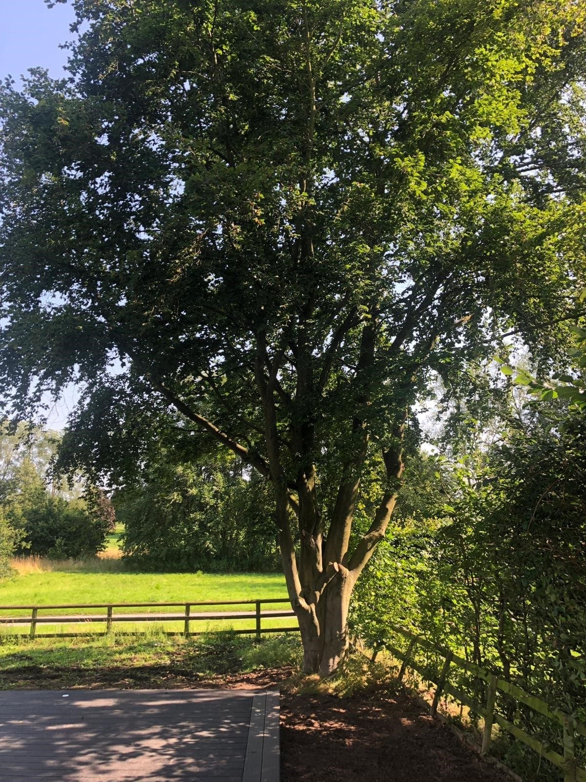 Photo of a tree before a professional tree surgeon carries out a tree reduction in Huddersfield, Yorkshire