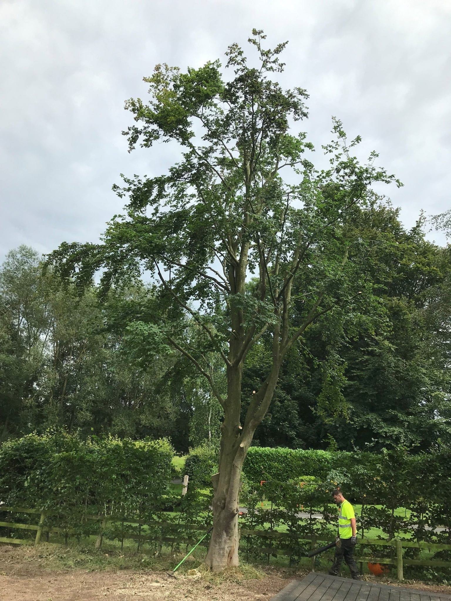 tree in garden